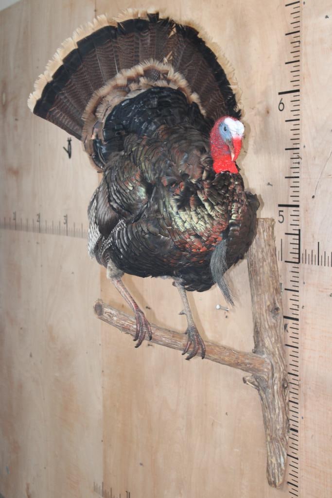 Life-sized TURKEY Perched on a Real Wood Branch Wall Hanger: Very Nice Life-sized TURKEY. It is perched on a Real Wood Branch Wall Hanger and is in Good Condition. TAXIDERMY 