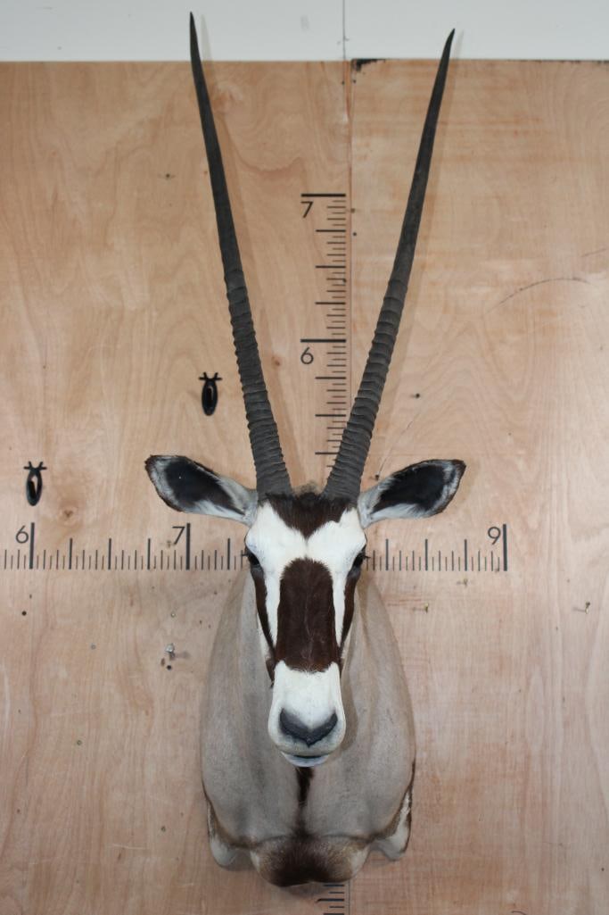 GEMSBOK Shoulder Mount: Very Nice, Clean, and Newer GEMSBOK Shoulder Mount. The Left Horn measures 36.5" Long and the Right Horn measures 36.75" Long. It is in Very Good Condition. TAXIDERMY 