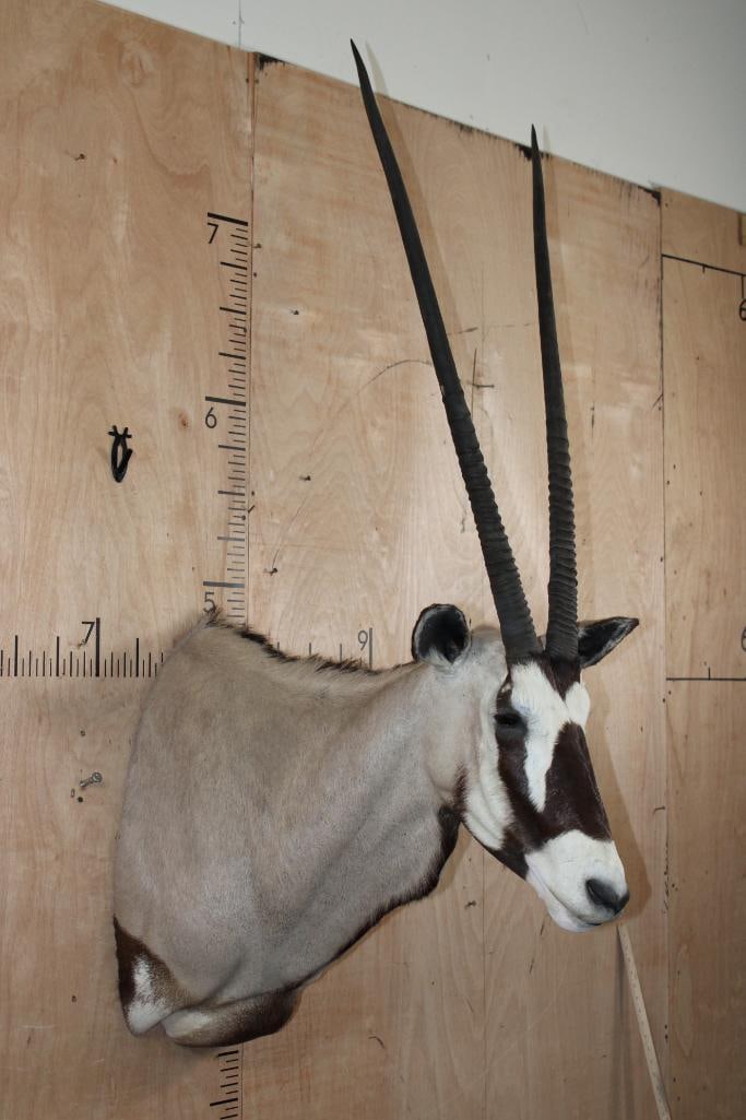 GEMSBOK Shoulder Mount - 2