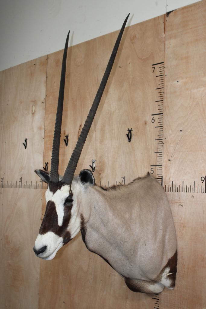 GEMSBOK Shoulder Mount - 3