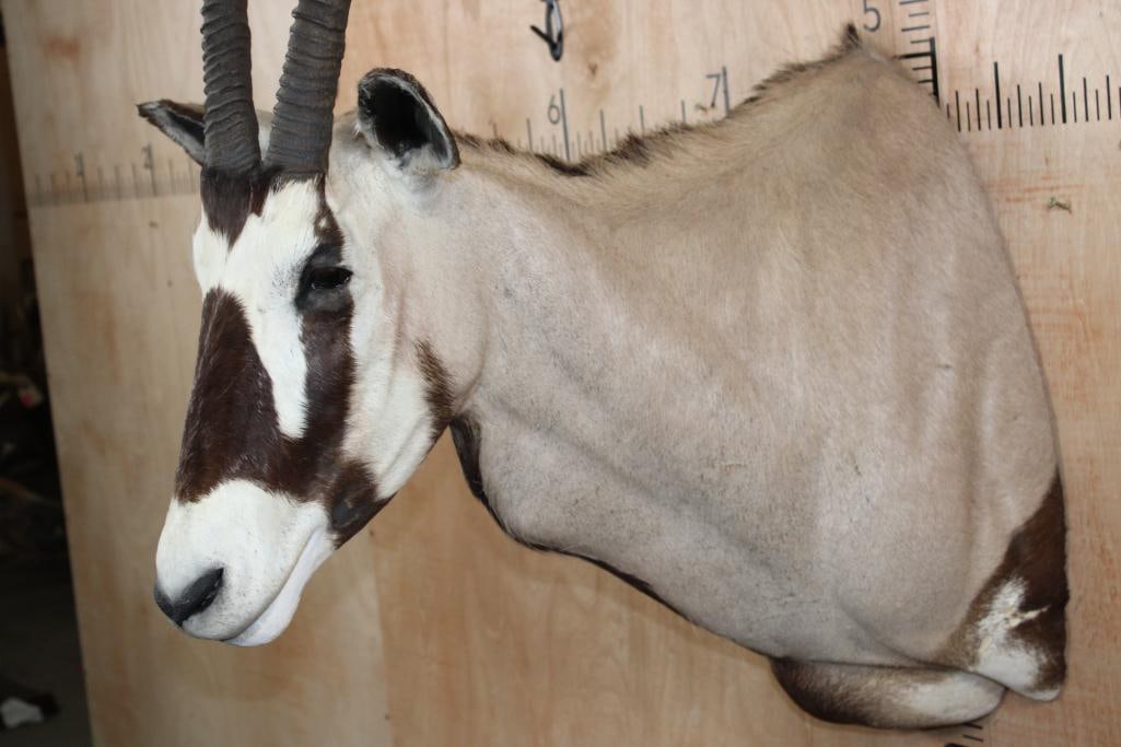 GEMSBOK Shoulder Mount - 4