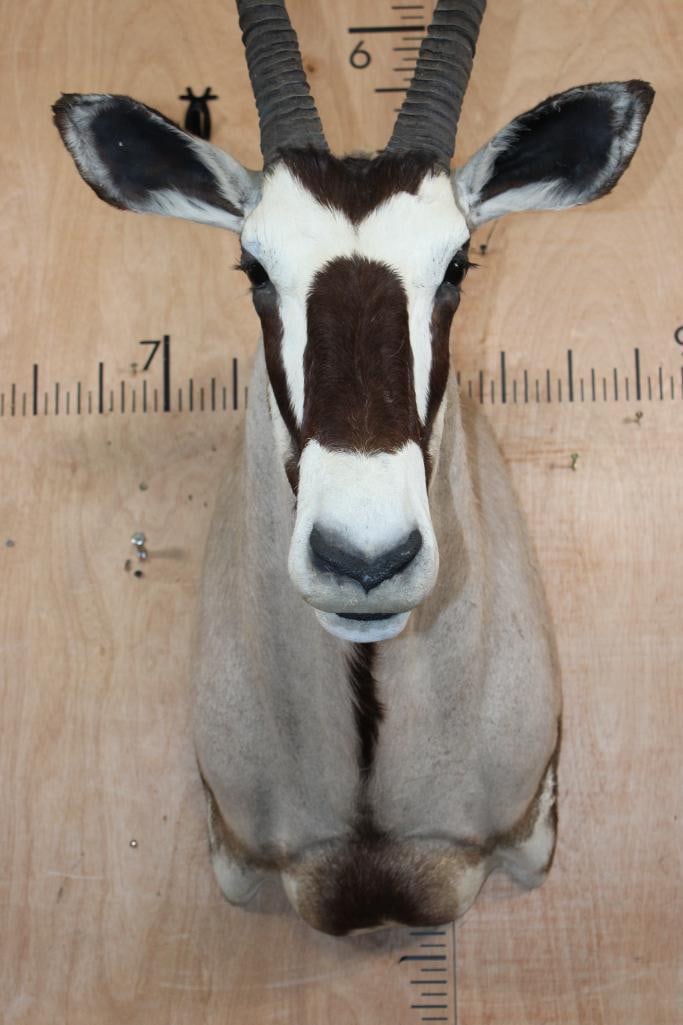 GEMSBOK Shoulder Mount - 5