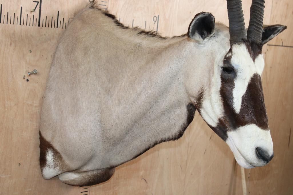 GEMSBOK Shoulder Mount - 6