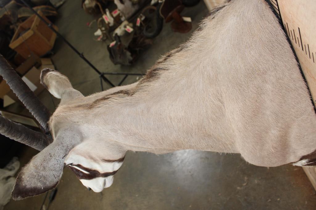 GEMSBOK Shoulder Mount - 7