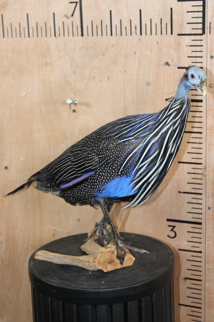 VULTURINE GUINEAFOWL Mounted on a Driftwood Perch: *Rarely Seen* Life-sized VULTURINE GUINEAFOWL (Acryllium vulturinum). It is mounted on a Driftwood Perch and measures 22" Long x 13" Wide x 16.5" Tall. This is an older mount in Fair Condition.