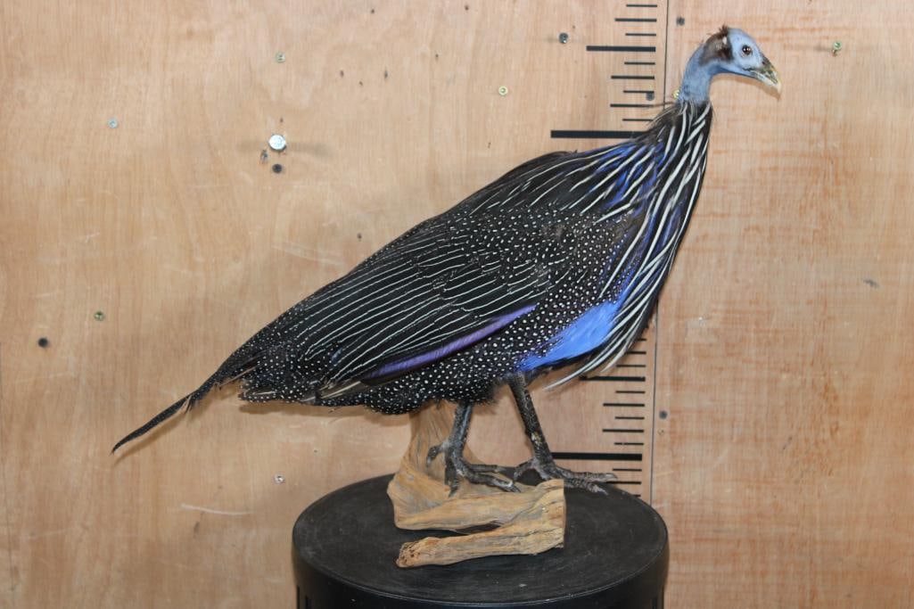 VULTURINE GUINEAFOWL Mounted on a Driftwood Perch - 2