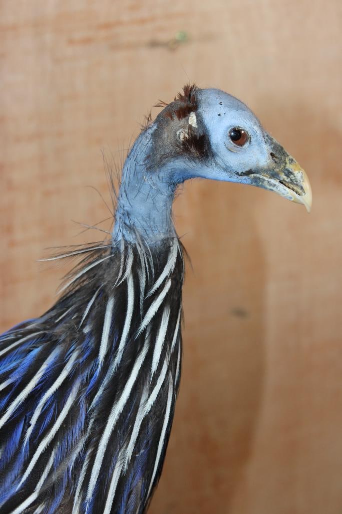 VULTURINE GUINEAFOWL Mounted on a Driftwood Perch - 5