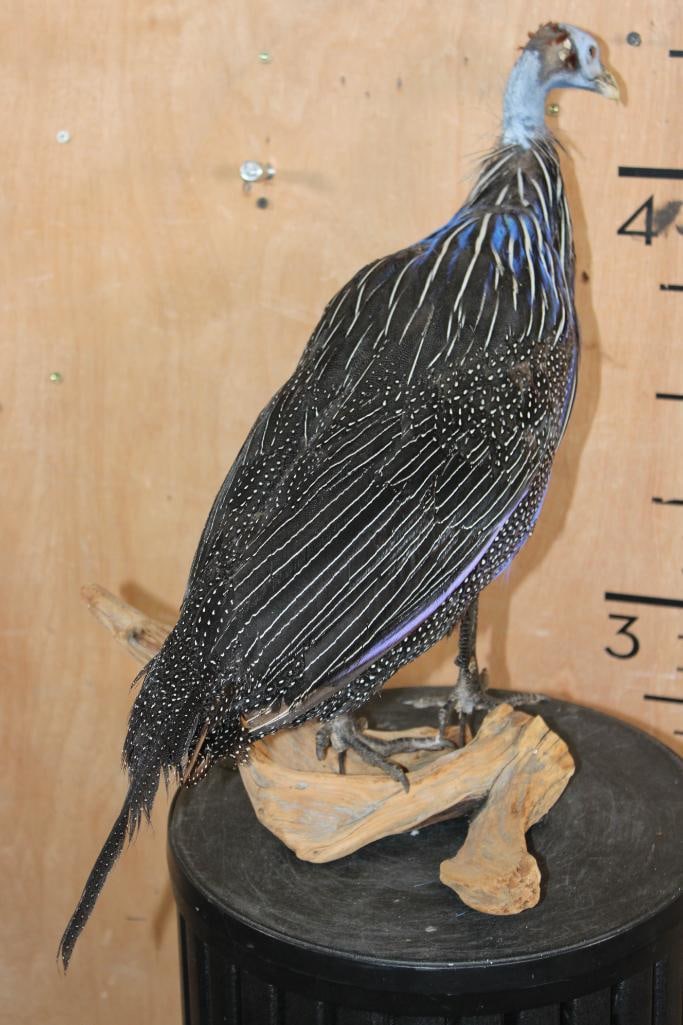 VULTURINE GUINEAFOWL Mounted on a Driftwood Perch - 6