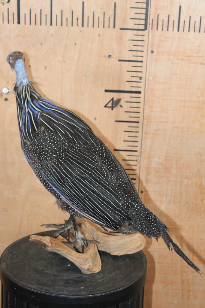 VULTURINE GUINEAFOWL Mounted on a Driftwood Perch - 7