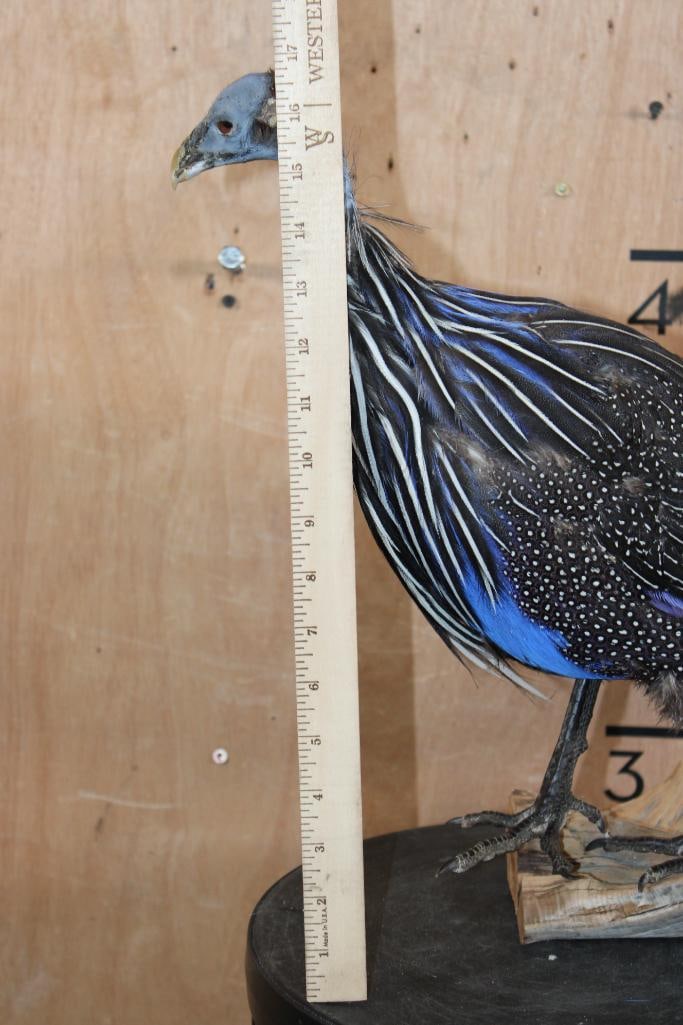 VULTURINE GUINEAFOWL Mounted on a Driftwood Perch - 8