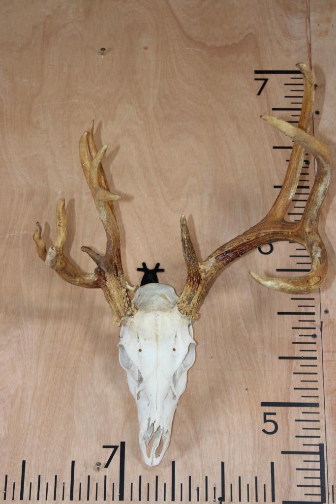 Half Non-Typical 14-Point WHITETAIL DEER Skull: Half Non-Typical 14-Point WHITETAIL DEER Skull. It has All its Teeth. TAXIDERMY SKULLS 