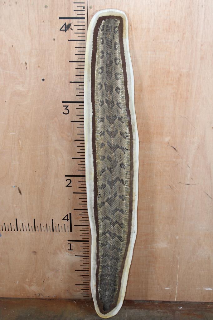 COPPERHEAD Snakeskin Mounted with Felt on a Wood Board: COPPERHEAD Snakeskin mounted with felt on a Wood Board. It measures 50" Long x 8" Wide. TAXIDERMY SNAKES 