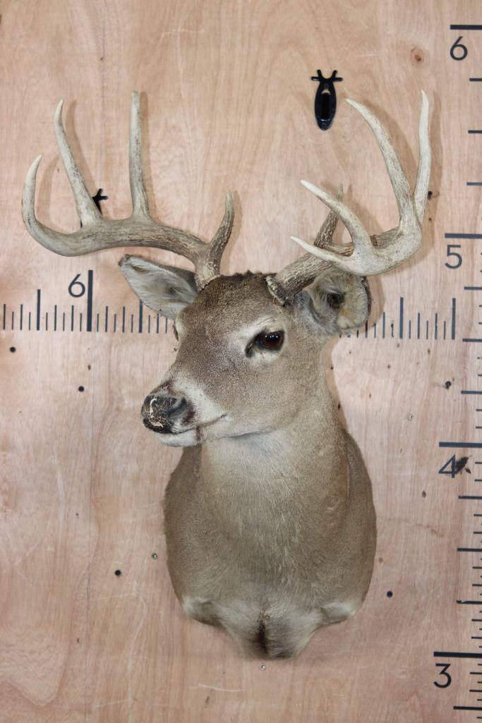 9-Point WHITETAIL DEER Shoulder Mount - 2