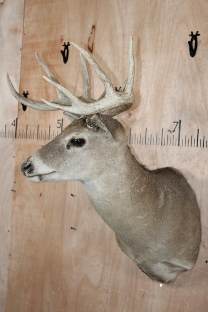 9-Point WHITETAIL DEER Shoulder Mount - 3