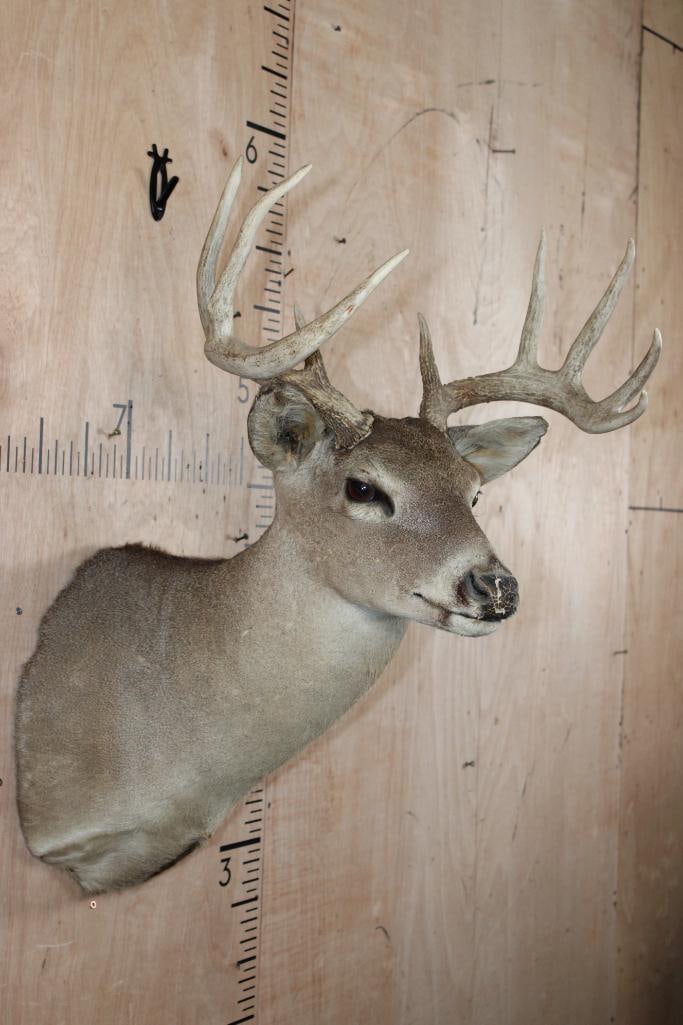 9-Point WHITETAIL DEER Shoulder Mount - 4