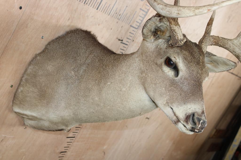 9-Point WHITETAIL DEER Shoulder Mount - 5