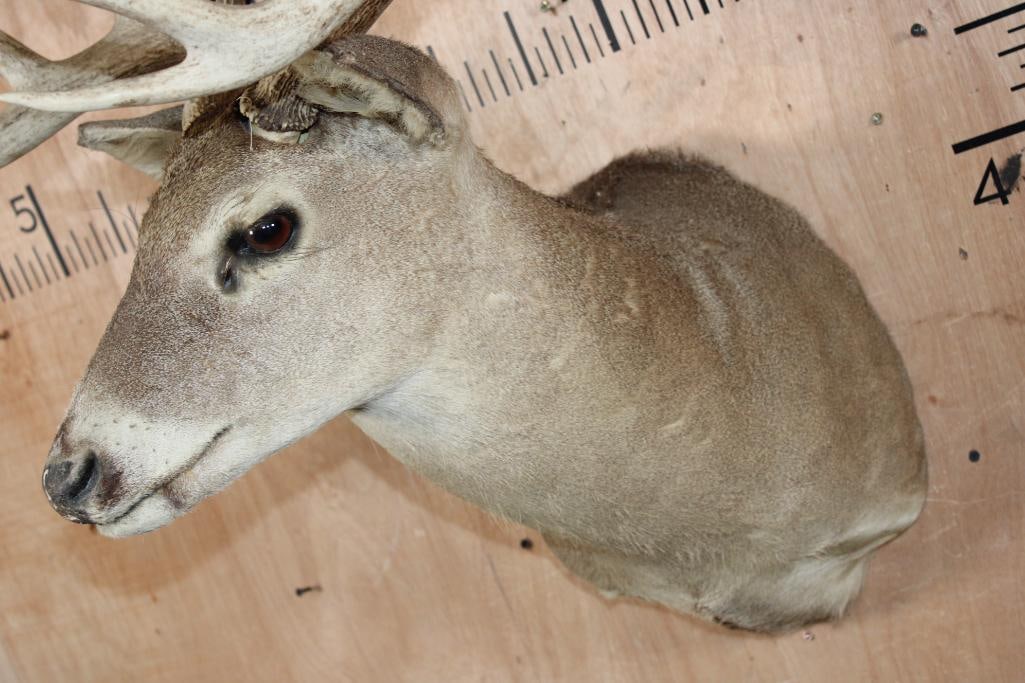 9-Point WHITETAIL DEER Shoulder Mount - 6