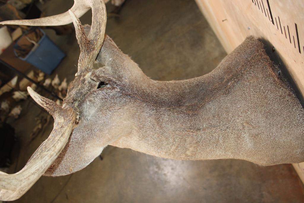 9-Point WHITETAIL DEER Shoulder Mount - 7