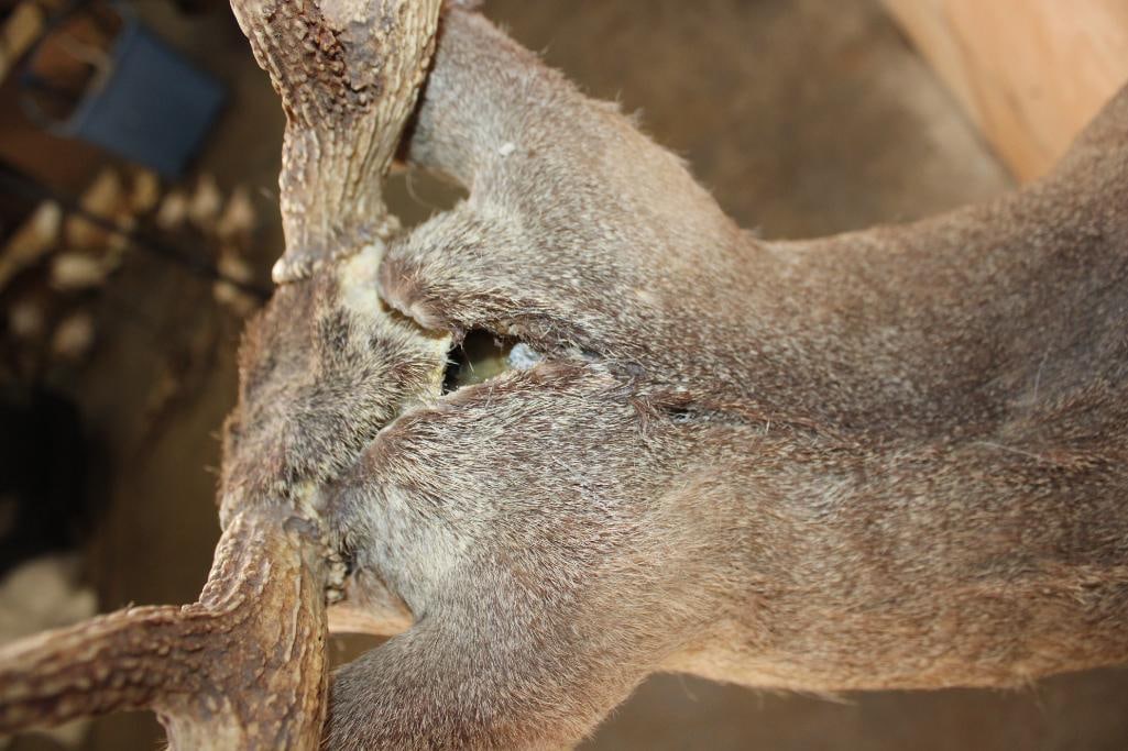 9-Point WHITETAIL DEER Shoulder Mount - 8