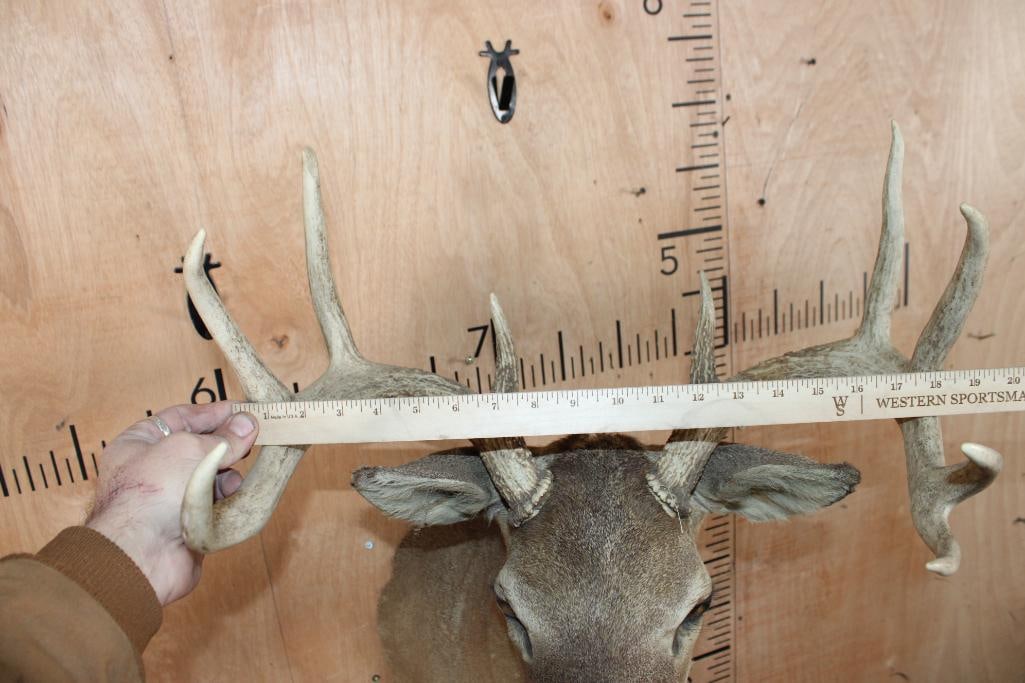 9-Point WHITETAIL DEER Shoulder Mount - 9