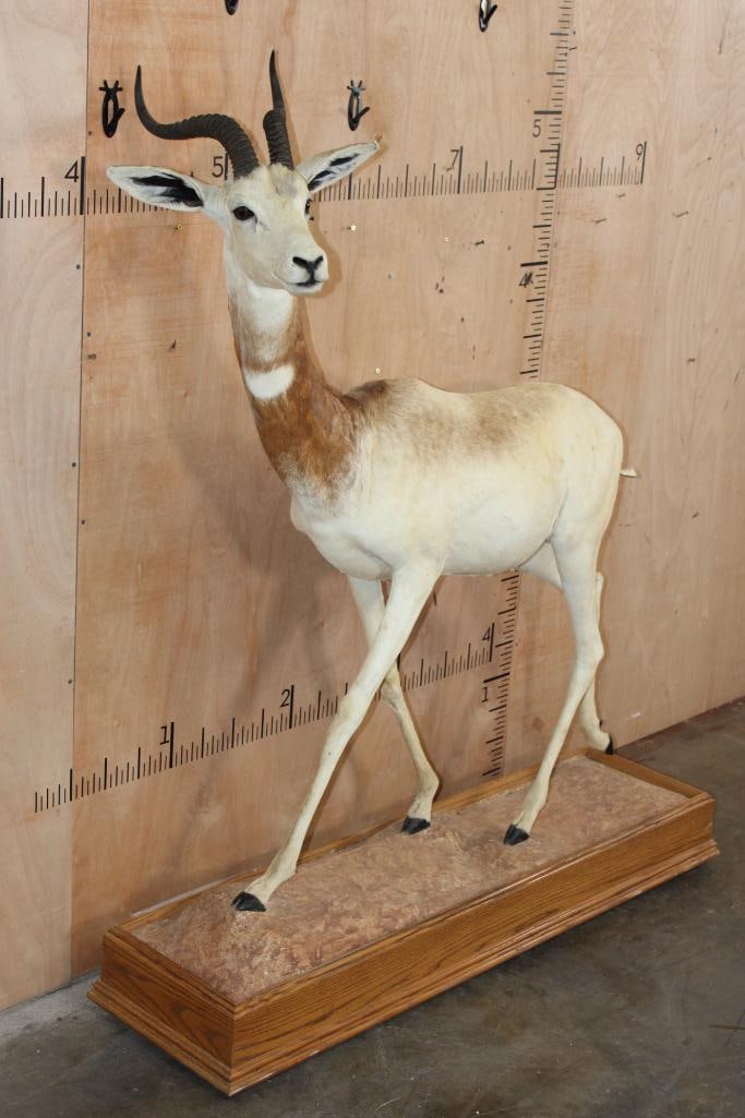 *TEXAS RESIDENTS ONLY* Life-sized DAMA GAZELLE on a Wood Base with Wheels: *TEXAS RESIDENTS ONLY*! Very Nice and Big Life-sized DAMA GAZELLE. The Left Horn measures approximately 14 1/8" Long and the Right Horn measures approximately 15" Long. It is mounted on a narrow