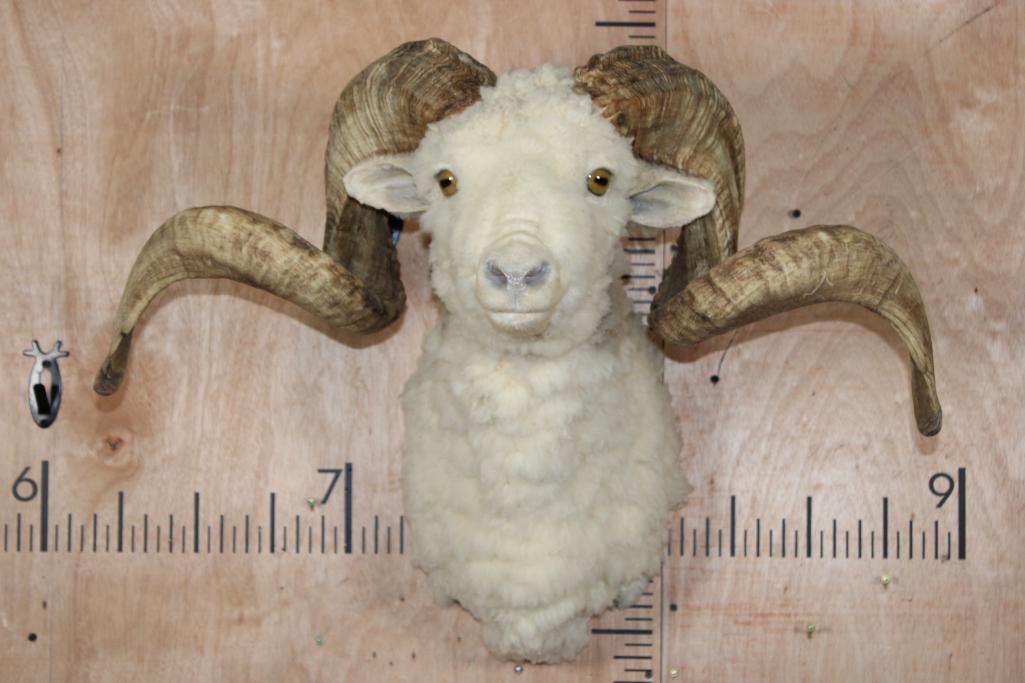 Big MERINO SHEEP Ram Shoulder Mount: Big Nice and Newer MERINO SHEEP Ram Shoulder Mount. It has a 28" Spread and is in Good Condition. TAXIDERMY 