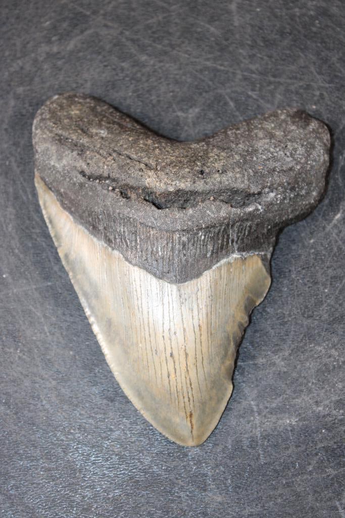 MEGALODON Shark Tooth Fossil: MEGALODON Shark Tooth Fossil. It measures 4.75" from the Top Corner to the Tip. The Total Weight is 7 oz. MEGALODON SHARK TEETH 