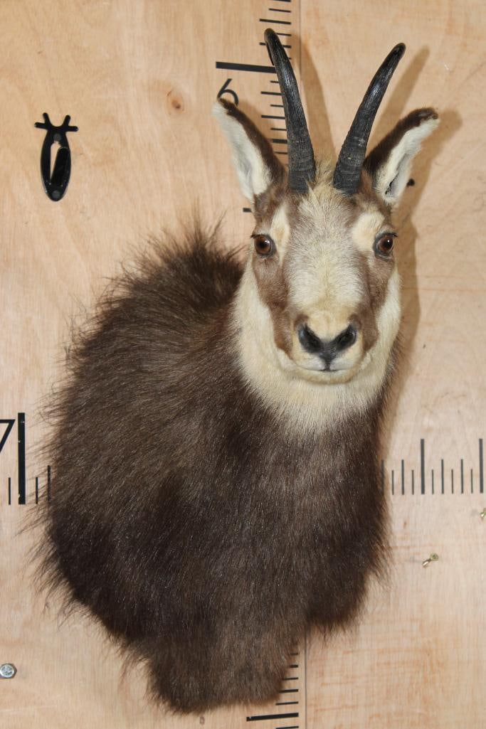 CHAMOIS Shoulder Mount: Nice CHAMOIS Shoulder Mount in Good Condition. TAXIDERMY 