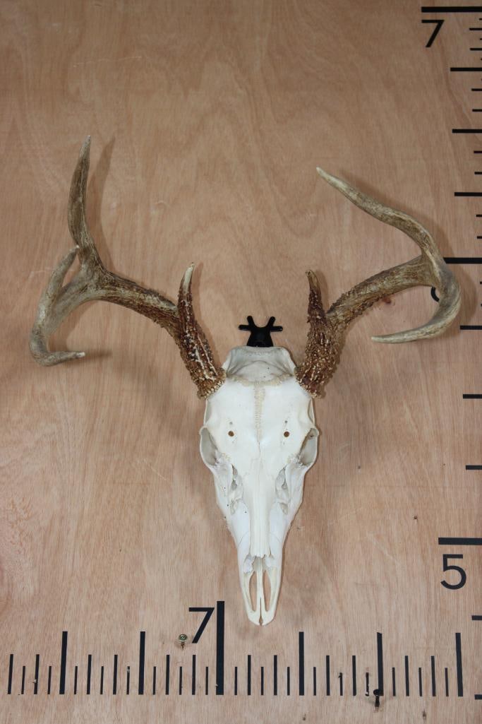 7-Point WHITETAIL DEER Skull: Nice and Clean 7-Point WHITETAIL DEER Skull. It has a 15" Spread and All its Teeth. TAXIDERMY SKULLS 