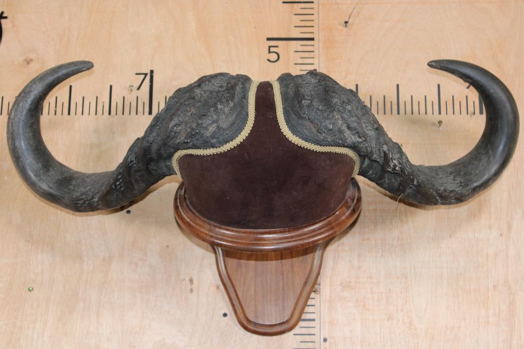 CAPE BUFFALO Horns on a Wood Wall Pedestal Plaque (1 of 6)