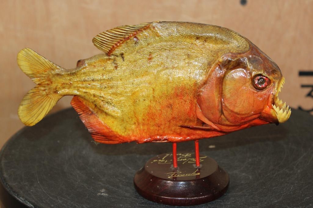 *Real Skin* PIRANHA Fish Mounted on a Wood Stand (1 of 7)