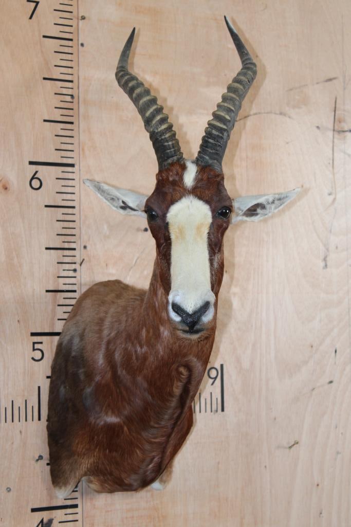 BLESBOK Shoulder Mount: Very Nice and Clean BLESBOK Shoulder Mount. The Left Horn measures 15 1/8" Long and the Right Horn measures 15" Long. It is in Very Good Condition. TAXIDERMY 