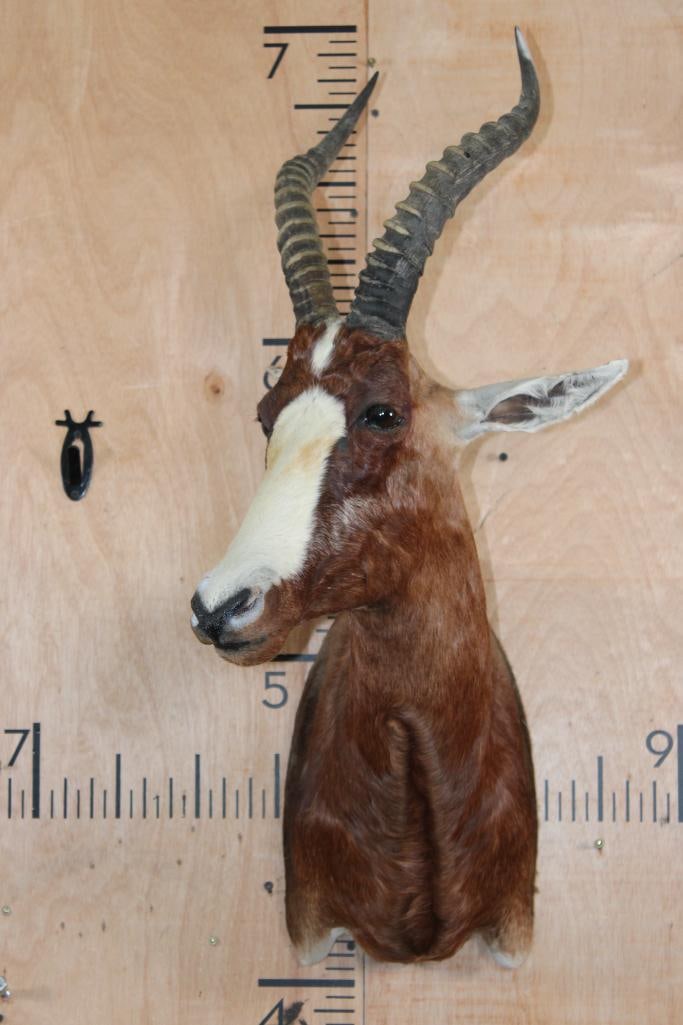 BLESBOK Shoulder Mount - 2