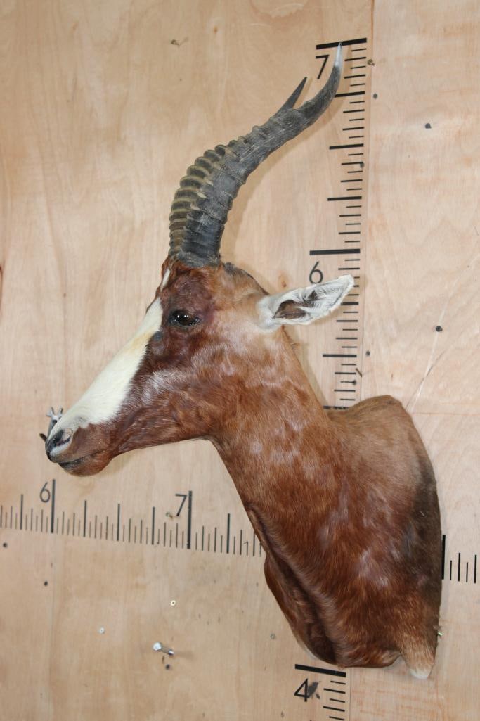 BLESBOK Shoulder Mount - 3