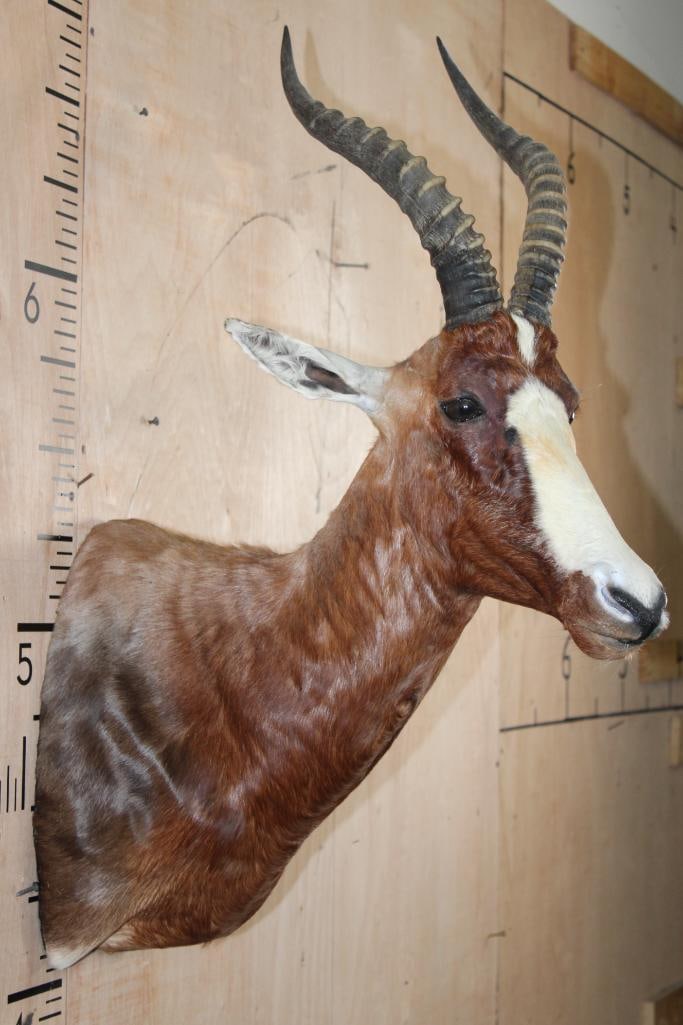 BLESBOK Shoulder Mount - 4