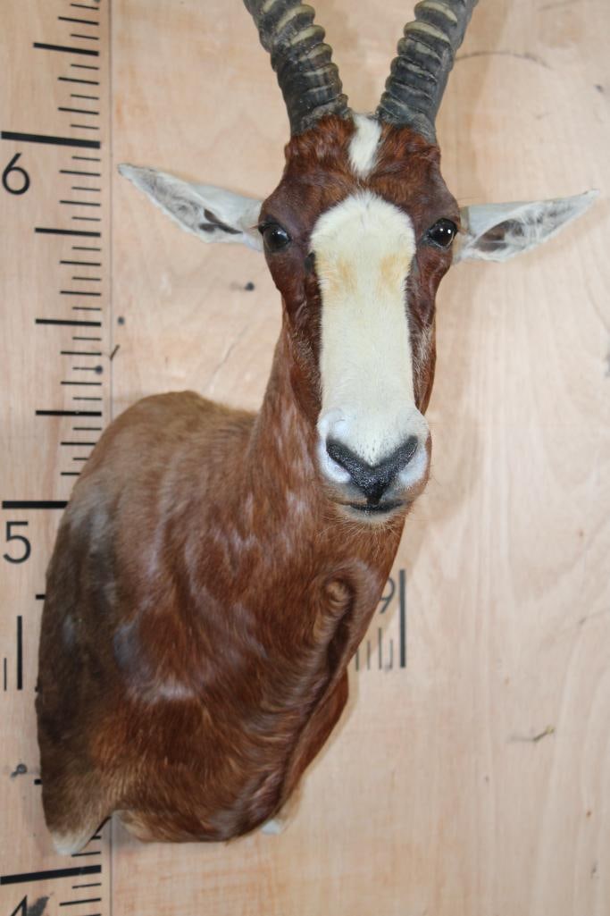 BLESBOK Shoulder Mount - 5