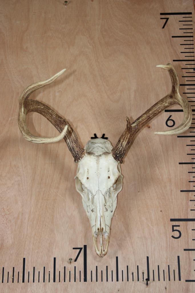 5-Point WHITETAIL DEER Skull: 5-Point WHITETAIL DEER Skull. It has a 15.5" Spread and All its Teeth. TAXIDERMY SKULLS
