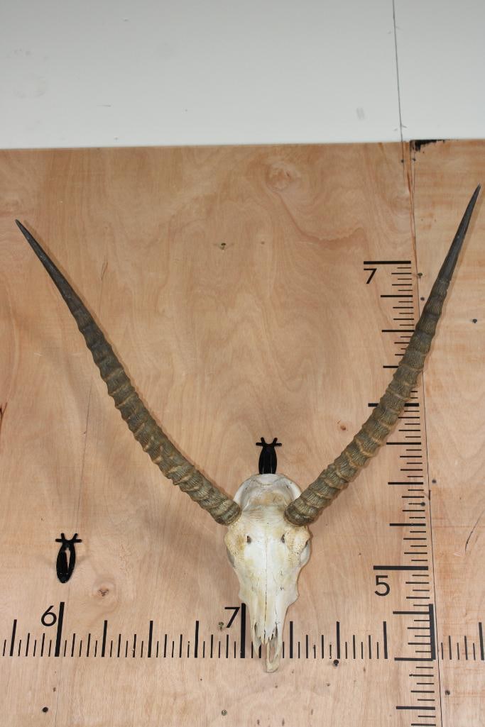 Big KAFUE LECHWE Skull: Big KAFUE LECHWE Skull with a 31.25" Horn Spread and All its Teeth. The Left Horn measures 27 3/8" Long and the Right Horn measures 26 5/8" Long. TAXIDERMY SKULLS 