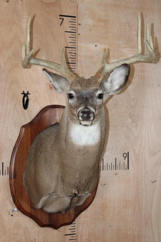 9-Point WHITETAIL DEER Shoulder Mount on a Wood Plaque (1 of 8)