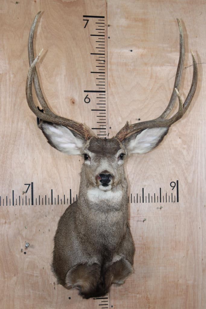5-Point MULE DEER Shoulder Mount (1 of 8)