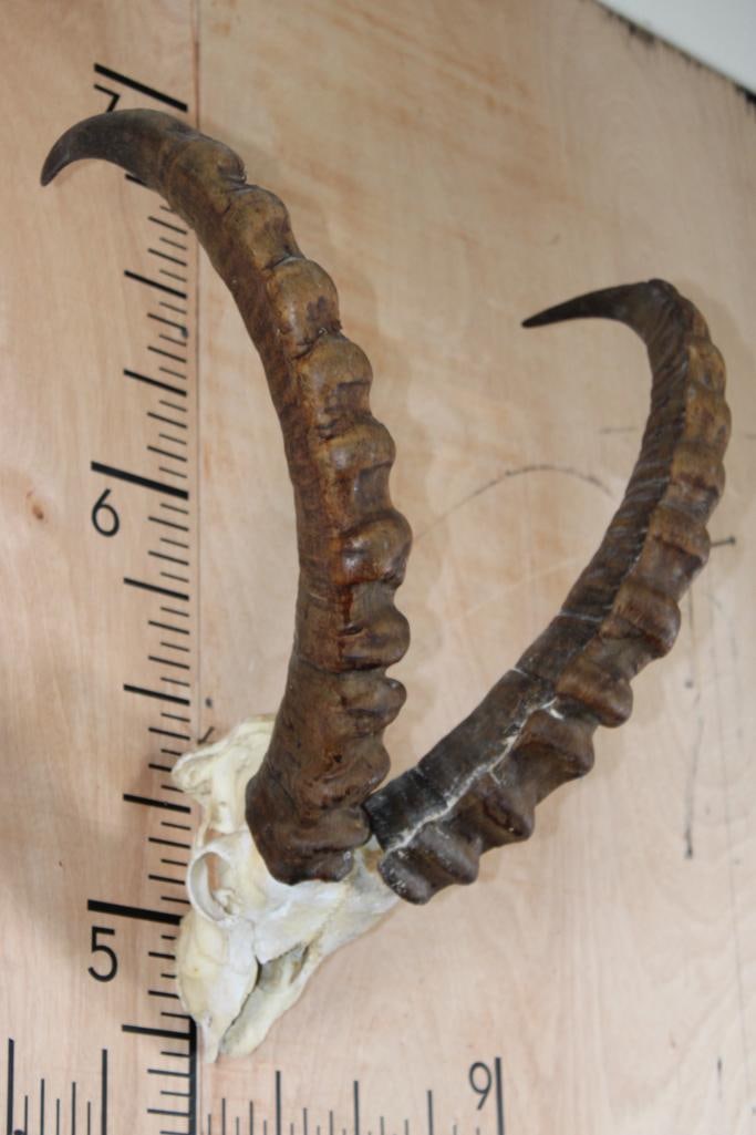 Partial IBEX Skull with Removable Horns: Partial IBEX Skull with Removable Horns. The Right Horn measures 28.25" Long and the Left Horn measures 28.25" Long. TAXIDERMY SKULLS