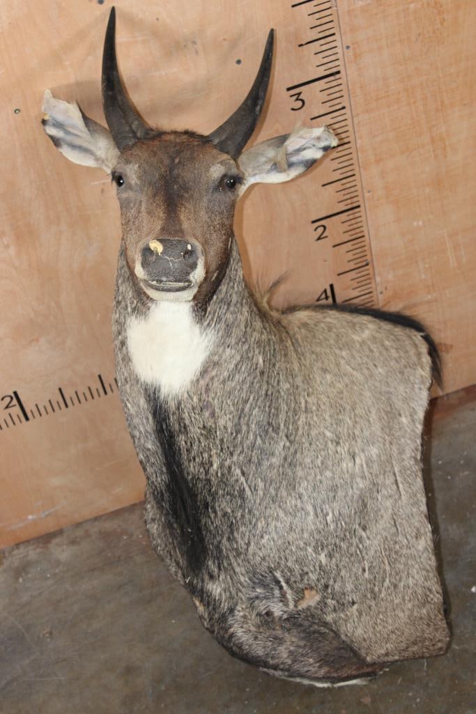 Big NILGAI Bull Pedestal Mount (No Pedestal) (1 of 12)