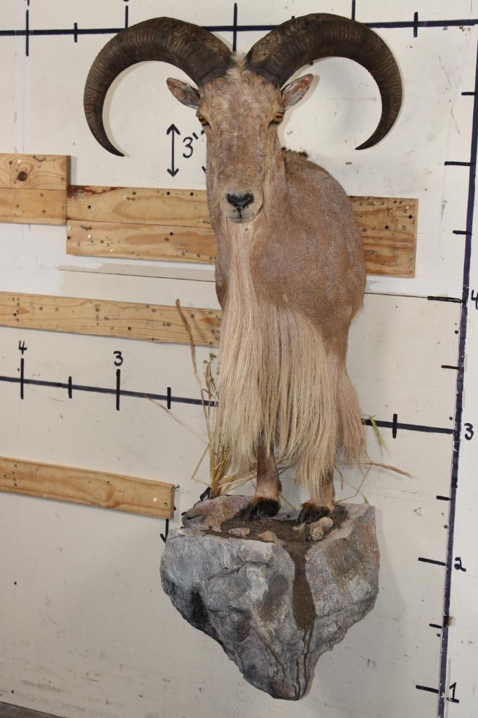 Half-body AOUDAD on a Simulated Rock Base (1 of 13)