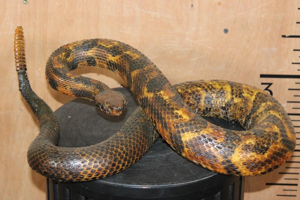 Big *Real Skin* CANEBREAK RATTLESNAKE with a Reproduction Rattle: Big *Real Skin* CANEBREAK RATTLESNAKE with a Reproduction Rattle. It was Taken in Louisiana and measures 17" Long x 10" Wide x 6" Tall. TAXIDERMY SNAKES 