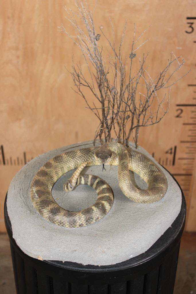 NORTHERN PACIFIC RATTLESNAKE on a Rock and Brush Base (1 of 8)