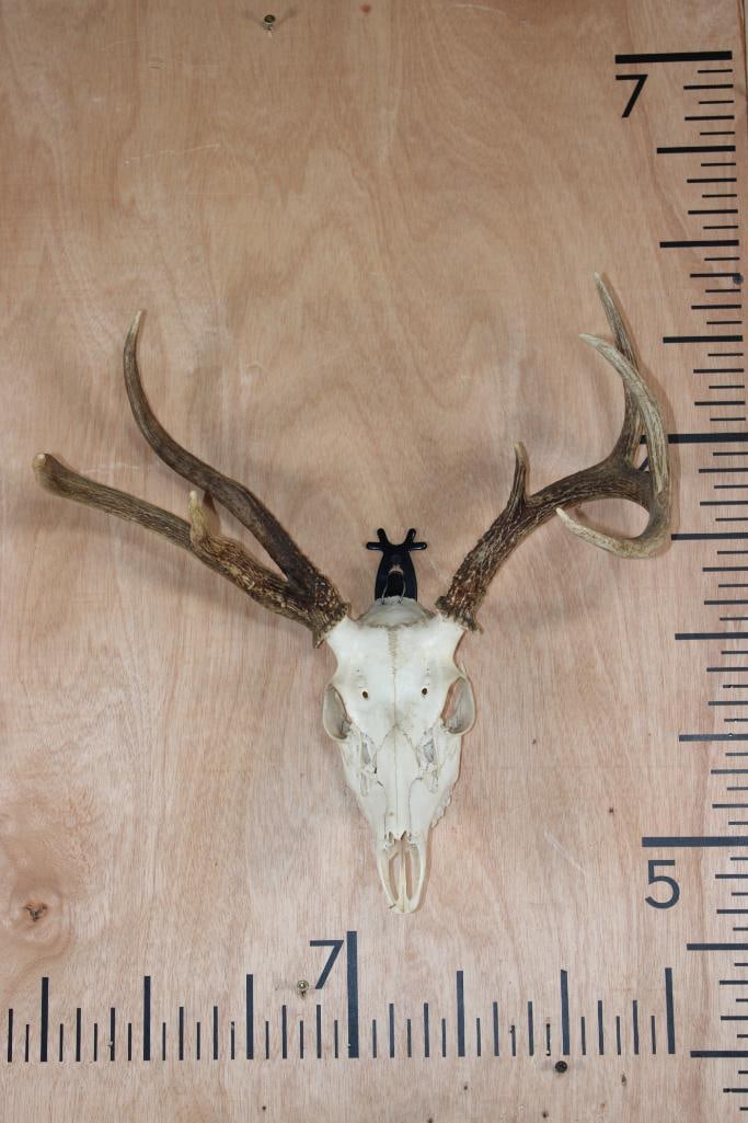 7-Point Euro Cut WHITETAIL DEER Skull: 7-Point Euro Cut WHITETAIL DEER Skull. It has a 17.75" Spread and is missing 2 teeth. TAXIDERMY SKULLS 
