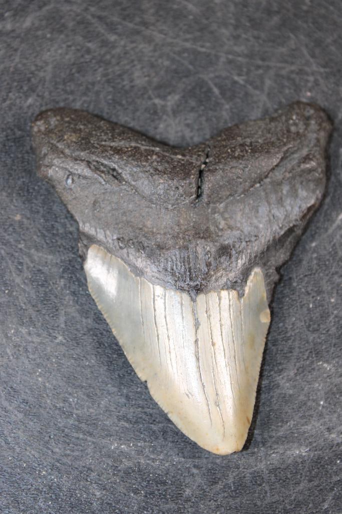MEGALODON Shark Tooth Fossil (1 of 4)