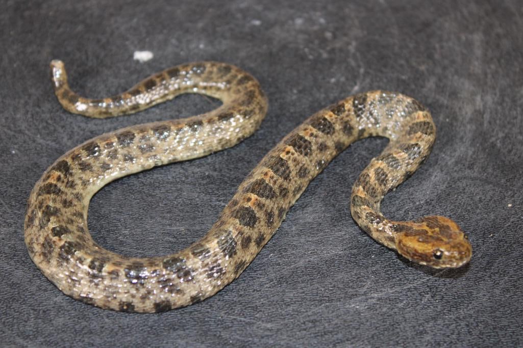 *Real Skin* Life-sized PYGMY RATTLESNAKE with No Rattle (1 of 6)
