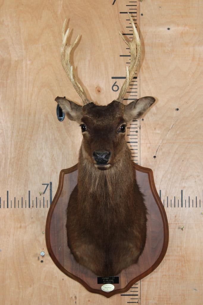8-Point SIKA DEER Shoulder Mount on a Wood Plaque (1 of 8)