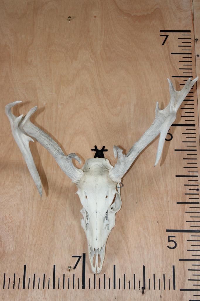 Non-Typical 11-Point WHITETAIL DEER Skull: Small Non-Typical 11-Point WHITETAIL DEER Skull. It has No Teeth and some damage. TAXIDERMY SKULLS 